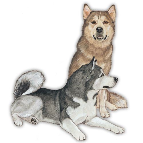 Wooden Dog Breed Magnets - Over 75 Breeds Available!