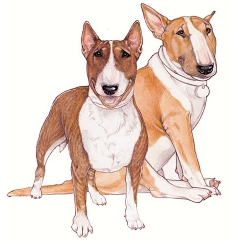 Wooden Dog Breed Magnets - Over 75 Breeds Available!
