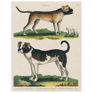 John Derian Bulldog/Mastiff Rectangular Tray