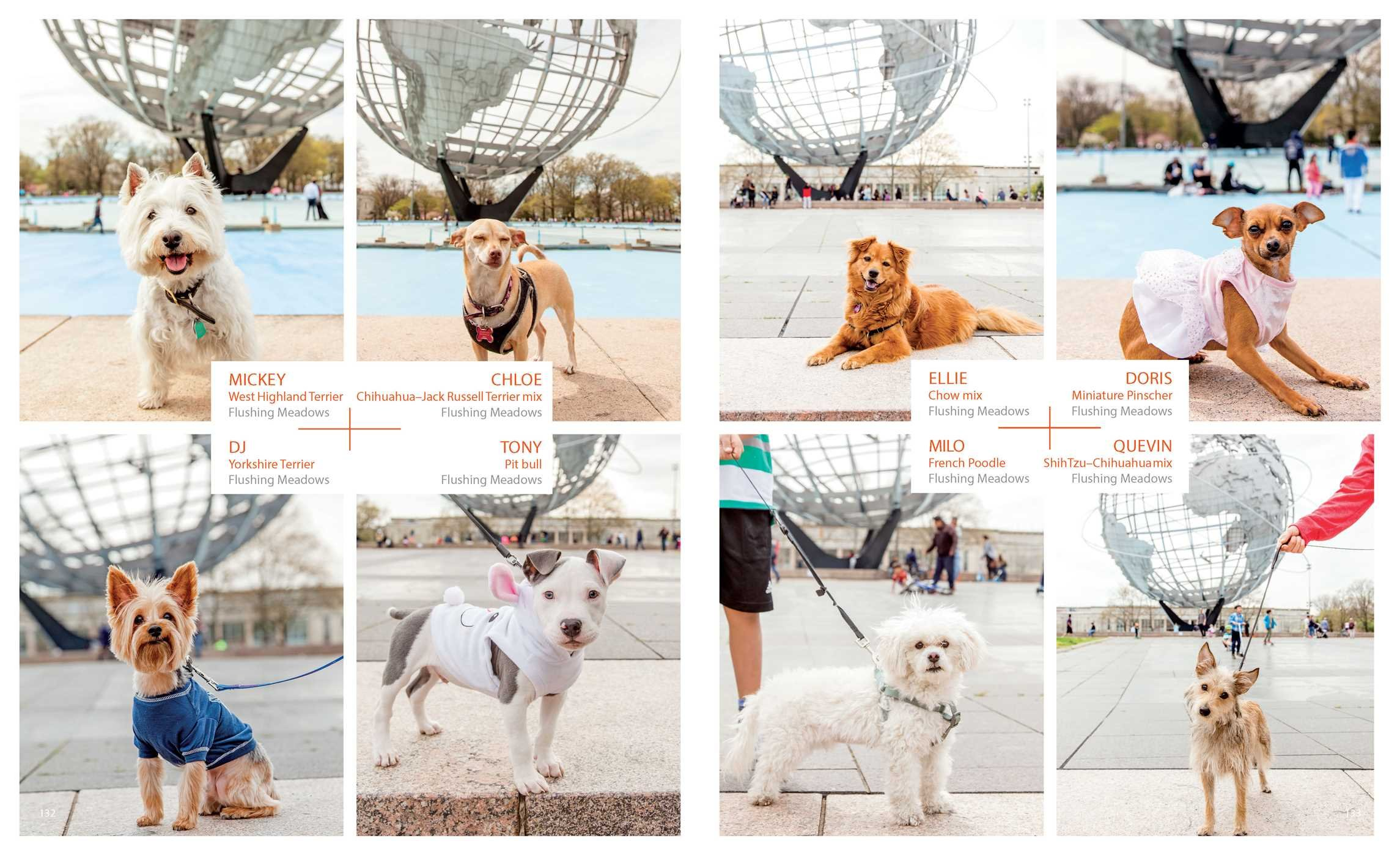 Canines of New York by Heather Weston