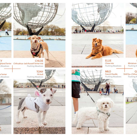 Canines of New York by Heather Weston