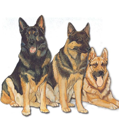 Wooden Dog Breed Magnets - Over 75 Breeds Available!