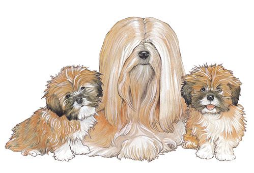 Wooden Dog Breed Magnets - Over 75 Breeds Available!