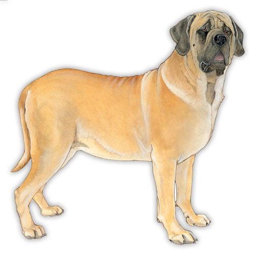 Wooden Dog Breed Magnets - Over 75 Breeds Available!