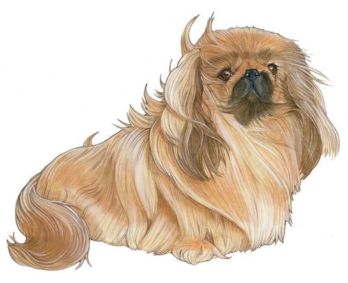 Wooden Dog Breed Magnets - Over 75 Breeds Available!