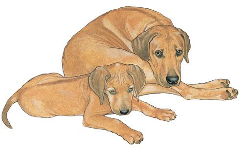 Wooden Dog Breed Magnets - Over 75 Breeds Available!