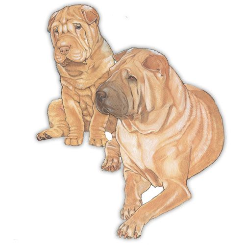 Wooden Dog Breed Magnets - Over 75 Breeds Available!