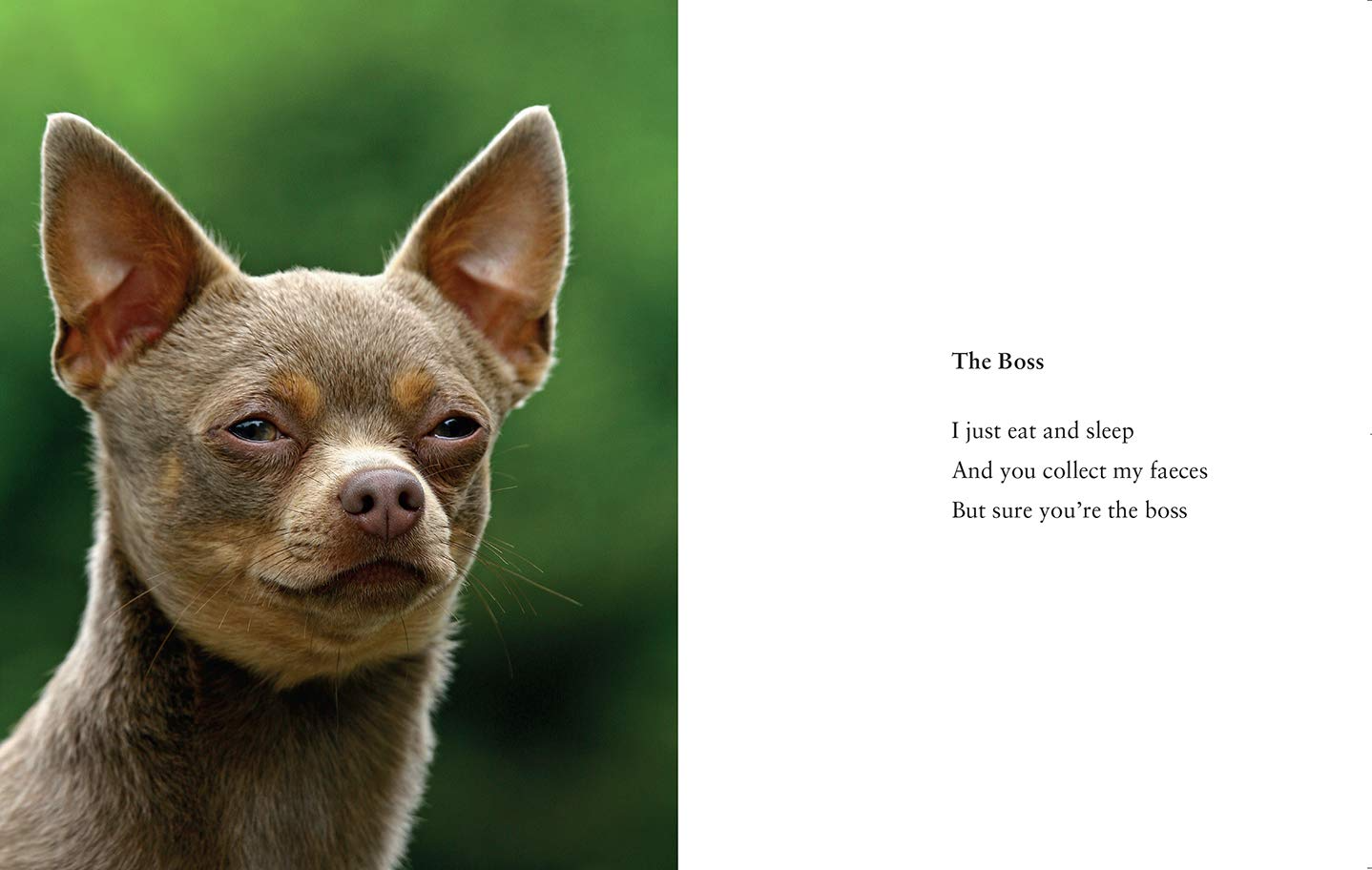 What I Lick Before Your Face & Other Haikus by Dogs