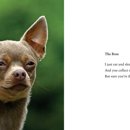 What I Lick Before Your Face & Other Haikus by Dogs