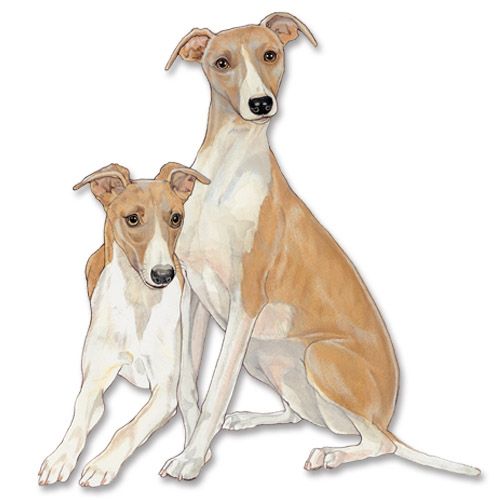 Wooden Dog Breed Magnets - Over 75 Breeds Available!
